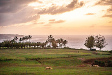 A Group Of Wild Horses Grazing In A Field Near The Ocean In Hawaii At Sunset.