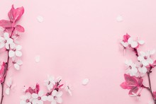 Cherry Tree Blossom. April Floral Nature And Spring Sakura Blossom On Soft Pink Background. Banner For 8 March, Happy Easter With Place For Text. Springtime Concept. Top View. Flat Lay.