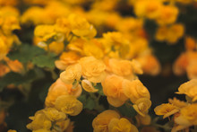 Close-up Of Yellow Flowering Plant