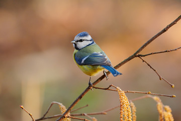 Canvas Print - Eurasian blue tit,Cyanistes caeruleus.