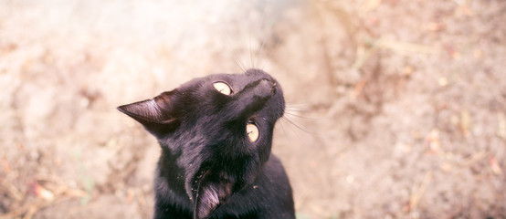 Black cat with yellow eyes portrait