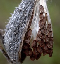 Close-up Of Milkweed Seeds