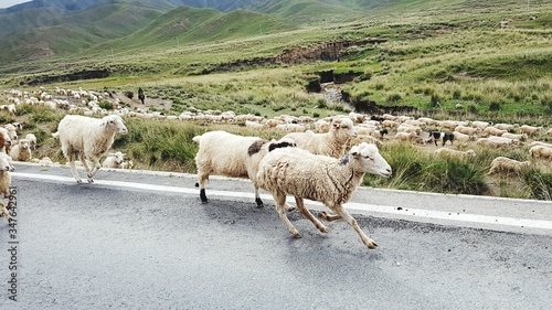 Sheep On Road By Field
