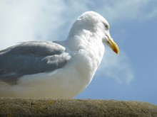 Close Up Of Seagull