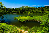 Fototapeta Do pokoju - 利尻島の春の風景