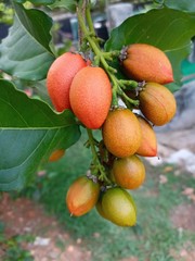 Healthy fruit on a tree