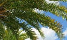 Palm Tree Branches On Blue Sky Background