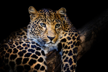 Close up angry big leopard isolated on black background