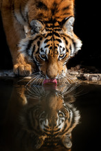 Tiger Male Drinking Water