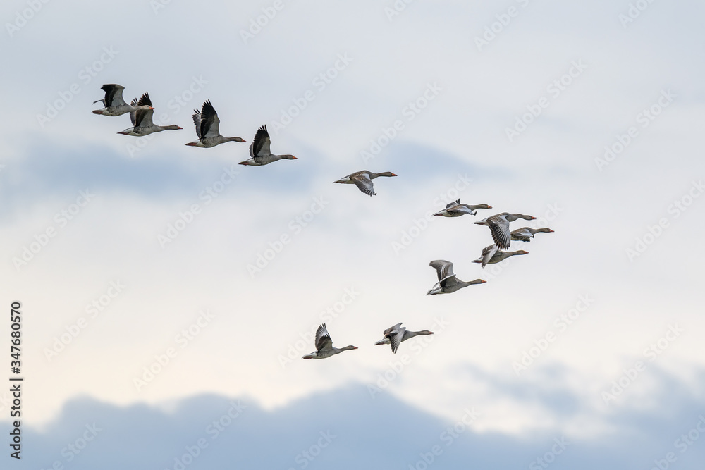 Migrating Geese flying in V formation - obrazy, fototapety, plakaty 