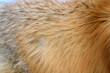 Red fox skin texture for background (real fur)