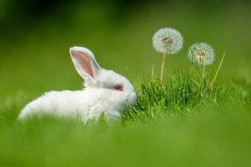 Wall Mural - Funny  little white rabbit on spring green grass