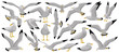 Bird gull vector cartoon set icon. Vector illustration seagull on white background. Isolated cartoon set icon bird gull.