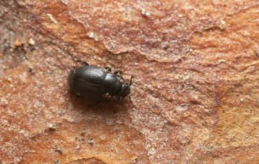 Poster - Clown beetle, Plegaderus saucius on pine bark photographed with high magnification