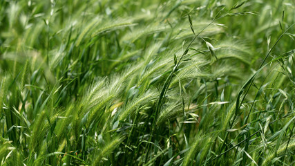 Grass swaying in the wind