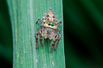 lovely jumping spider - nature marco photography