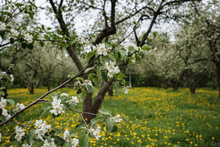 Flowering Apple Trees Among A Field Of Dandelions.