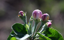 The Unopened Pink Flower Buds Of The Apple Trees In The Garden Closeup