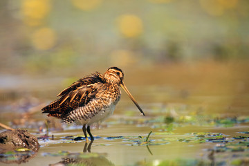 Wall Mural - The common snipe (Gallinago gallinago) walking blossom lagoon. Water bird in the shallow pond.