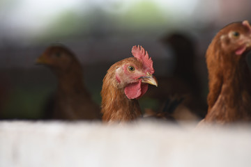 Canvas Print - Poule poulet volaille agriculture elevage poulailler bio vert environnement alimentation