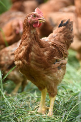 Canvas Print - Poule poulet volaille agriculture elevage poulailler bio vert environnement alimentation