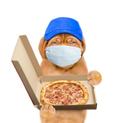 Poster - Pizza delivery puppy wearing medical protective mask and blue cap holds open box of the pizza. Isolated on white background