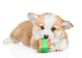 Corgi puppy plays with gift box. Isolated on white background