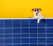 Green Energy. A funny dog in sunglasses peeps out from behind the solar panel. Green technology and friendly for enviroment
