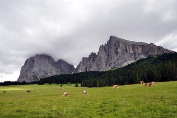 Poster - der Langkofel im Grödnertal