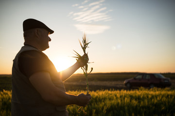 Wall Mural - Senior farmer standing in field examining wheat crop during the sunset