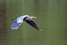 Great Blue Heron Flying Over Lake