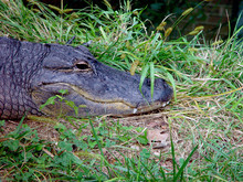 Alligator Resting On Grassy Field
