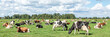 Group of cows grazing in the pasture, peaceful and sunny in Dutch landscape of flat land panoramic wide view