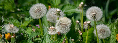 Dandelion flower in green grass.