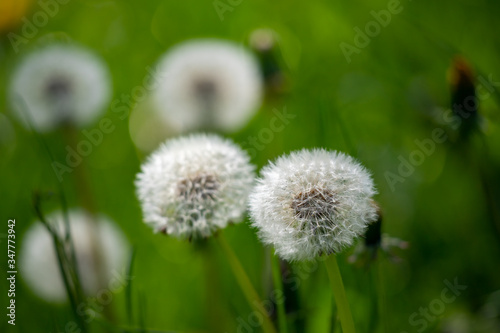 Dandelion flower in green grass.