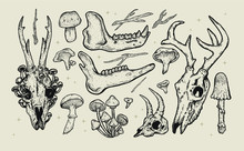Hand Drawn Forest Illustration Vintage Clip Art Set. Nature Elements For Graphic Design Or Tattoos. Animal Skulls Vector Artwort, Wild Flowers,plants And Mushrooms.magical Witch Forest,occult Tattoos