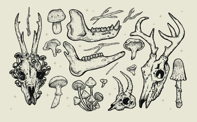 hand drawn forest illustration vintage clip art set. nature elements for graphic design or tattoos. animal skulls vector artwort, wild flowers,plants and mushrooms.magical witch forest,occult tattoos