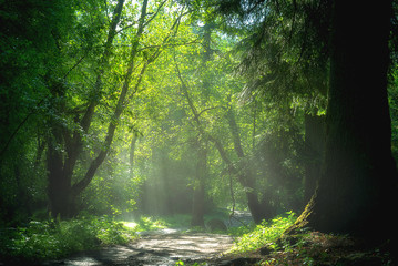  Spring green forest with sunbeams and fog