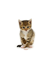 Wall Mural - Small brown kitten isolated on white