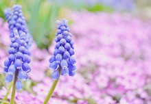Close-up Of Hyacinth Flowers