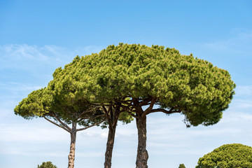 Maritime pines on blue sky with clouds - Mediterranean coast Italy