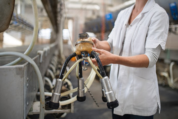 Wall Mural - Unrecognizable woman on diary farm, milking technology in agriculture industry.