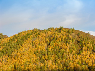 autumn, xinjiang, village, white, haba, golden, beautiful, kanas, china, nature, color, natural, landscape, tree, forest, rural, fall, countryside, morning, background, yellow, colorful, travel, orang