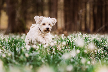 Havaneser-Malteser Mischlingshund sitzt zwischen Schneeglöckchen im Frühling