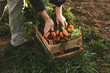 © Criene Images - Close-up of woman packing wooden box with freshly picked vegetebles on field