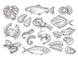 Seafood sketch. Vintage fish, drawing food. Delicious shrimp, shell squid. Sea cuisine, grilled crab calamari. Fresh raw market vector set. Seafood ocean, fish shrimp, shellfish mollusk illustration