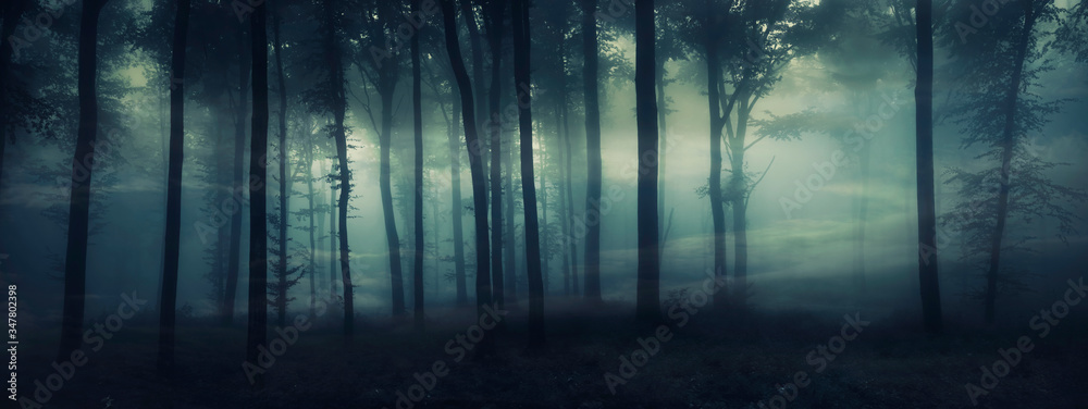 dark mysterious forest panorama, fantasy landscape - obrazy, fototapety, plakaty 