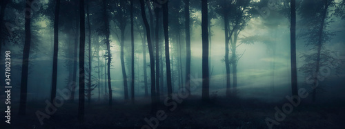 Cuadros en Lienzo dark mysterious forest panorama, fantasy landscape