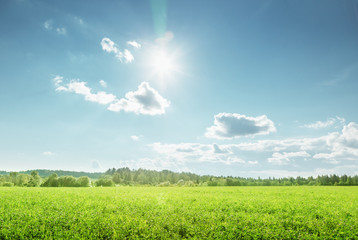 Canvas Print - field of spring grass and perfect sky