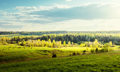 Sticker - field of spring grass and perfect sky